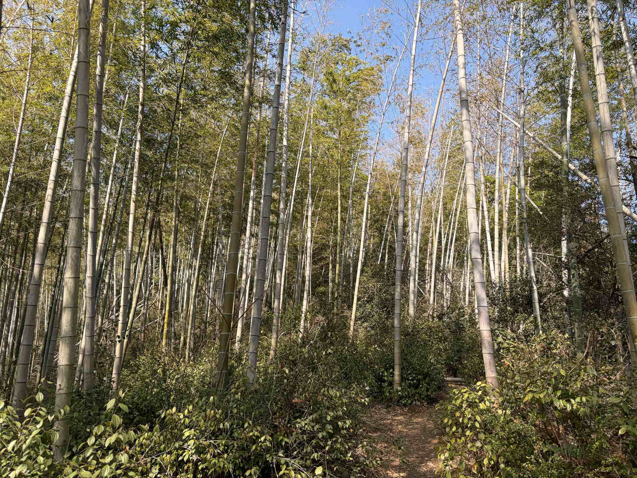 南昌梅岭-4